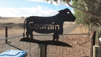 Coorain Cow